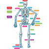 Teacher Created Resources Magnetic Human Skeleton Accents, 40 Pieces