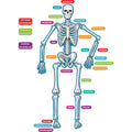 Teacher Created Resources Magnetic Human Skeleton Accents, 40 Pieces