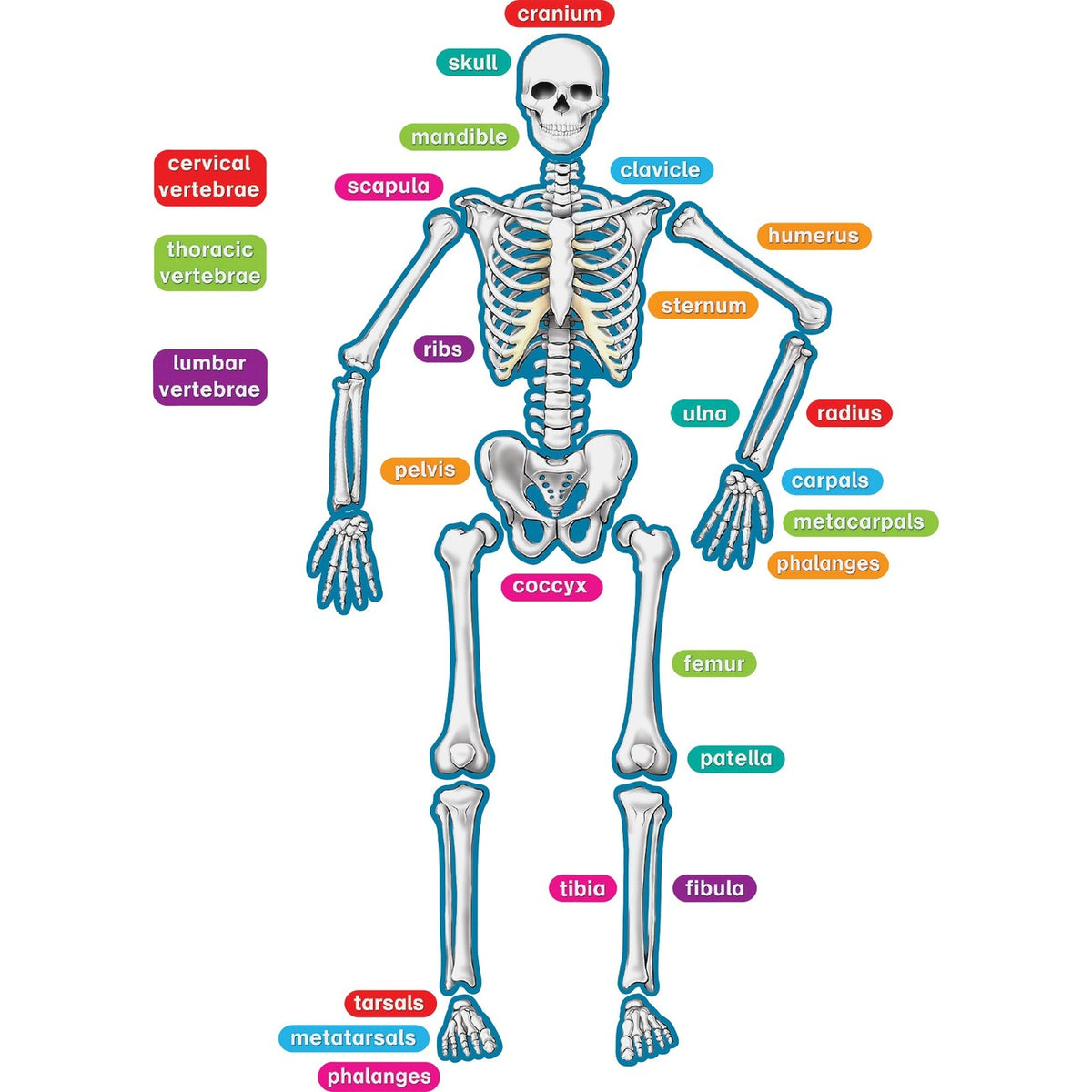 Teacher Created Resources Magnetic Human Skeleton Accents, 40 Pieces